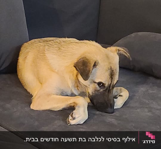 כלב שוכב על ספה אפורה